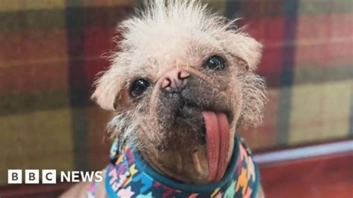My Dog Looks Finer Than You, Even Without Makeup” – Singer White Lion Drag P0rn Star, Wunmi Savage For Saying His Dog Is ‘Ugly’